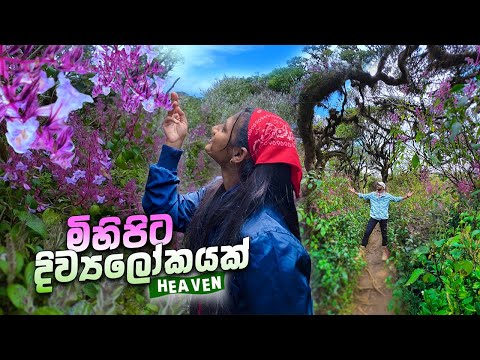 හොර්ටන් තැන්නේ නෙලූ වසන්තය🪻🌿2025 | Thotupola Kanda | Horton plains | Vlog #54