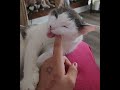 Cat Bites My Finger