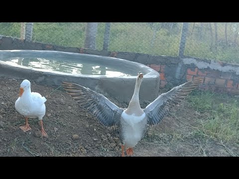 Fiz o lago dos gansos, veja como ficou o resultado