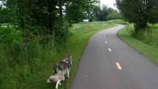 Keira the Wolfdog: Ein Neuer Tag (A New Day) - Juli