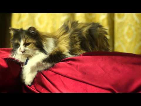 Shana Falana - Heavenstay (OFFICIAL CAT VIDEO)