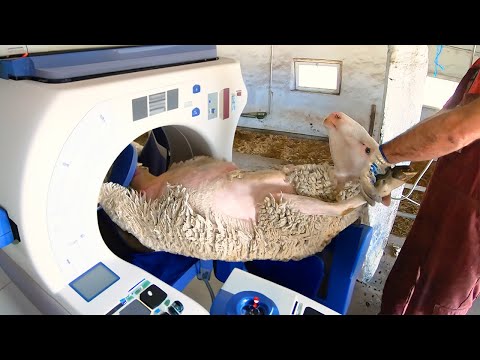 AMAZING Modern Sheep Farming - Fastest Technology