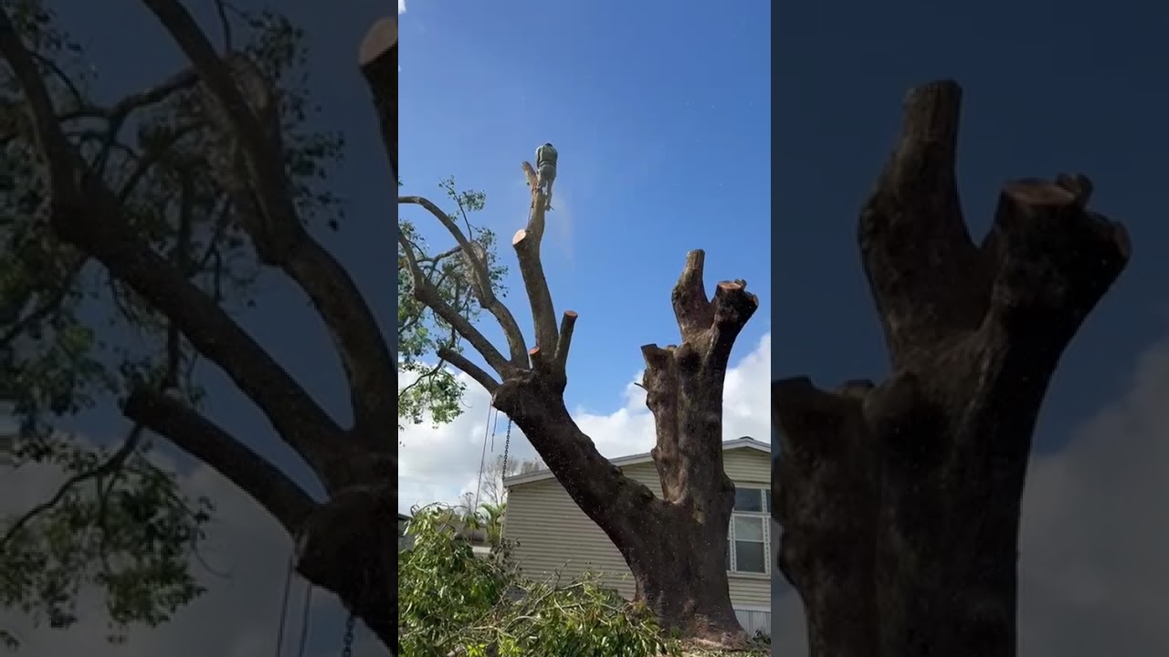 Tree Service of South Florida INC