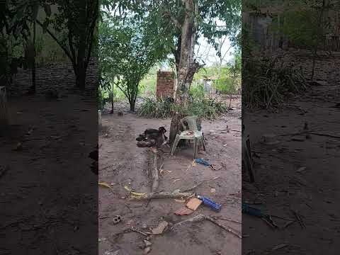 Criação de Patos no Povoado Araras Matinha MA