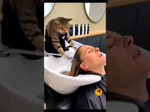 Il gatto che fa lo shampoo #memepage #memesvideo