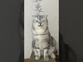 Cat In Ghost Mode Belial Behemoth Beelzebub Asmodeus Satanas Lucifer Funny Viral Cat Viralvideo