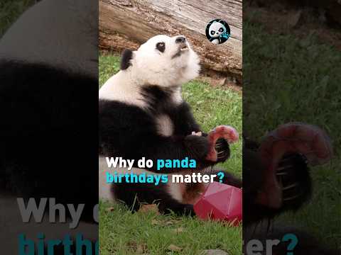 Why do panda birthdays matter?