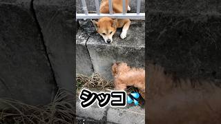 強気なプードル　#犬との生活 #トイプードル  ♯犬との暮らし