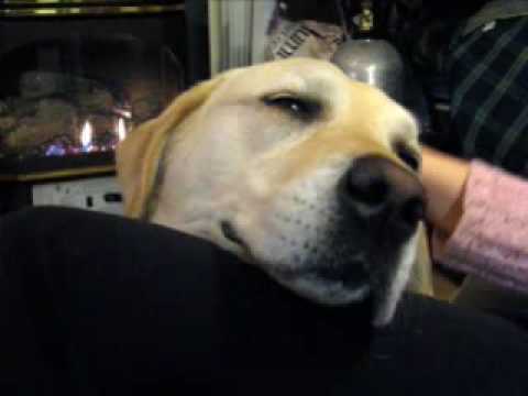 moaning dog - moans while being petted - YouTube