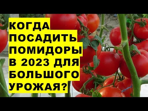 , title : 'Когда посадить помидоры в 2023 году для большого урожая томатов?'