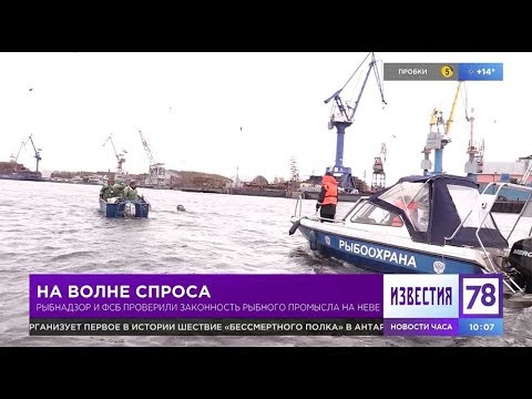 В Петербурге ловили корюшковых браконьеров