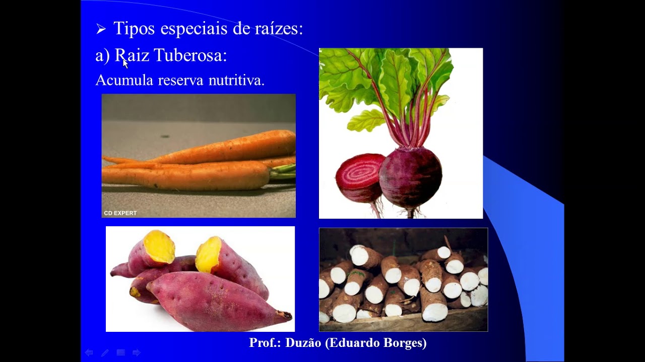 BOTANICA - RAIZ, CAULE E FOLHA