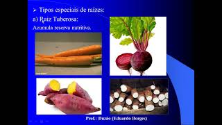 BOTANICA - RAIZ, CAULE E FOLHA