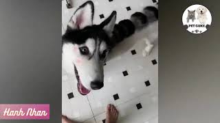 WOW! Funny and Cute Animals Compilation