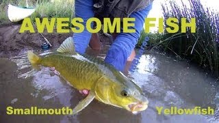 preview picture of video 'Smallmouth Yellowfish on Fly, Orange river , South Africa ..AWESOME Fishing'