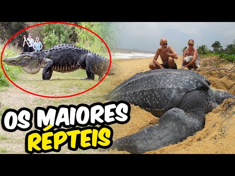 Os 5 Maiores Répteis do Mundo