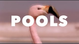 Glass Animals-"Pools" Roosevelt Remix [MUSIC VIDEO]