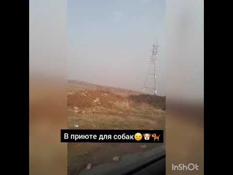 Приют в Душанбе