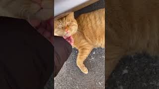 韓国の猫と友達になった