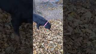 Video preview image #1 Rottweiler-Unknown Mix Puppy For Sale in Sandy, UT, USA