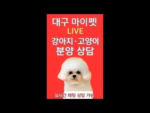 강아지분양 라이브❤️마이펫 실시간 상담❤ #강아지분양 …
