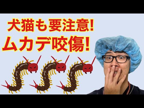 猫が犬に噛まれた場合、どうすればよいでしょうか?