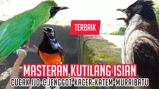 Download lagu SPESIAL‼️KUTILANG ISIAN-Cocok buat MASTERAN Kutilang Bahan mp3