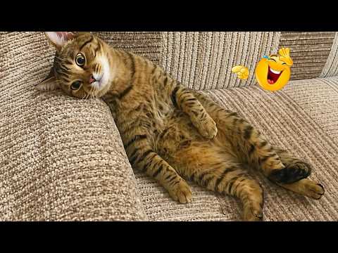 FUNNY CAT MOMENTS Caught on Camera 🐈 — You’ll Be Crying Laughing! 😂