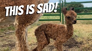 I HOPE SHE MAKES IT! (Preemie Alpaca!)