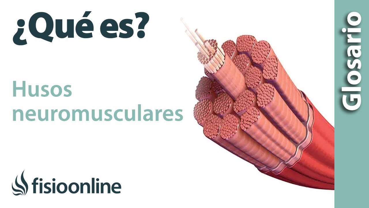 HUSOS NEUROMUSCULARES | Qué son, dónde se ubican, función y disfunción