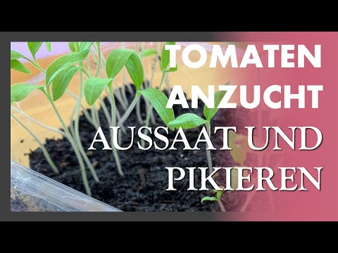 , title : 'Alle TIPPS UND TRICKS 🍅🍃🌱 Tomaten Aussaat und Vereinzeln - Materialliste und Vorgehensweise'