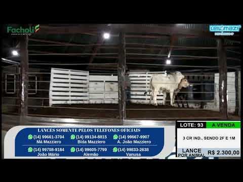 Leilão Leilomazi - Dois Córregos (06/08/2025) ok