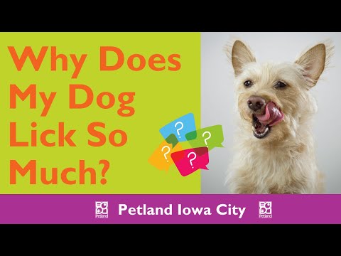 Why Do Dogs Lick So Much?