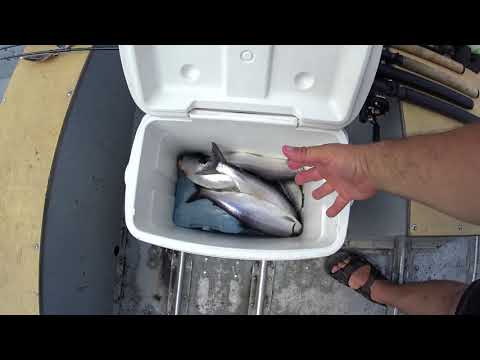 YouTube video about: How to keep fish alive while fishing?