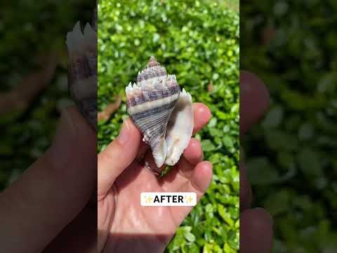 Before & after of this beautiful shell!🐚👑 #seashells #shelling #beachfinds #swfl