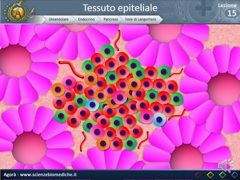 Istologia 15 - Endocrino - Pancreas e ghiandole minori