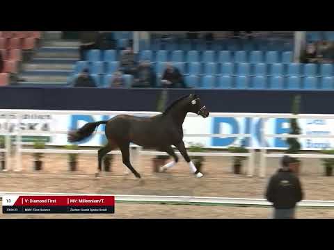Kat. Nr. 13 Hengst v. Diamond First - Millennium *23.04.2023