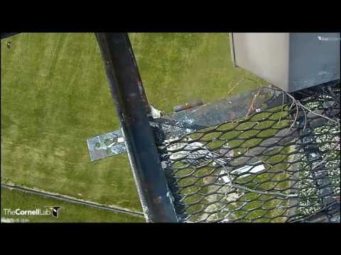 Cornell RTH  'D2 Makes Like A Bat Then Fledges!  9:04 am   _6.05.13_