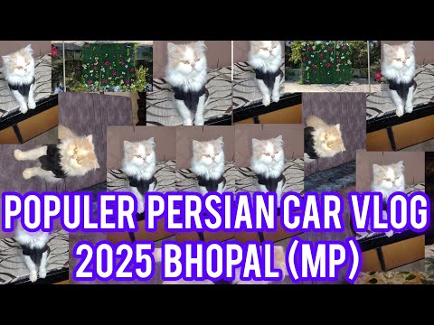 Populer Persian Cat Vlog 01/01/25 ll Live Youtube ll Vlog video ll viralvedeo ll Mukund Sable