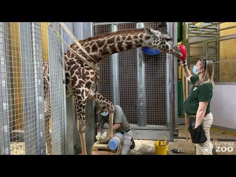 Masai Giraffe Amani Hoof Trim- Training Tuesday