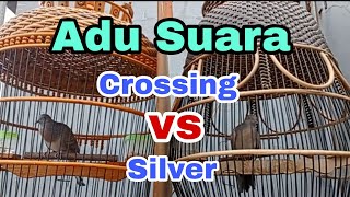 Download lagu Suara perkutut silver manggung||Suara perkutut crossing manggung||Pancingan semua jenis perkutut #18 mp3 Download lagu Suara perkutut silver manggung||Suara perkutut crossing manggung||Pancingan semua jenis perkutut #18 mp3