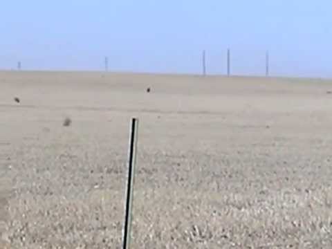 Tumbleweeds blowing:  Great Plains, South Dakota Video