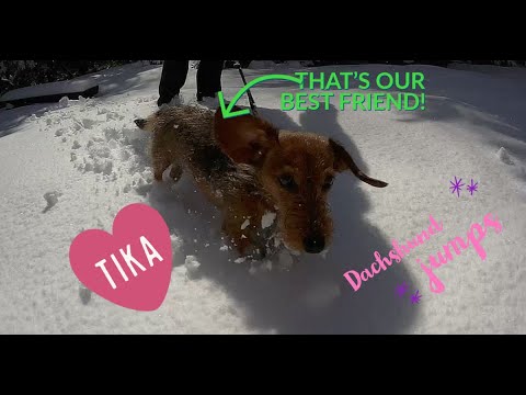 Jamnik w śniegu - Dachshund in the snow ;)