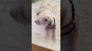 Video preview image #1 Shih Tzu-Unknown Mix Puppy For Sale in Oakhurst, NJ, USA