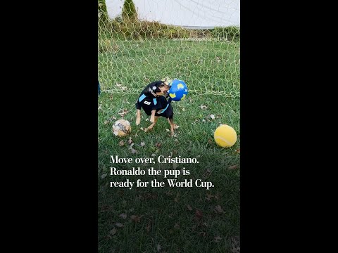 Move over, Cristiano. Ronaldo the pup is ready for the World Cup.