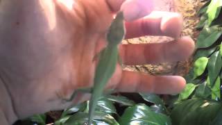 Green Anole Lizard Biting Finger