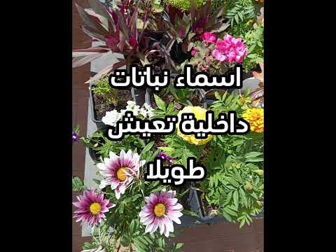 🌵🪴نباتات داخلية تعيش طويلا ☘️🪴                                           #plants #morocco #نباتات