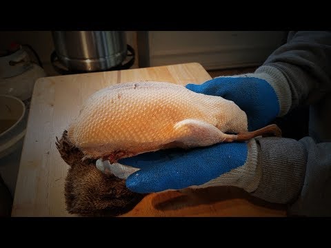 download lagu mp3 mp4 Best Way To Pluck A Duck, download lagu Best Way To Pluck A Duck gratis, unduh video klip Best Way To Pluck A Duck