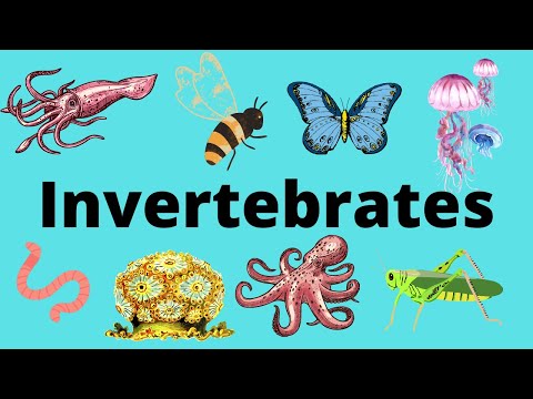 The Diversity of Invertebrates