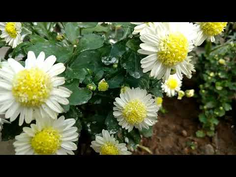 🌼Chitti chamanthi flowers at my Garden